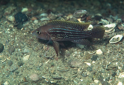 Neolamprologus tetracanthus 'Kipili'